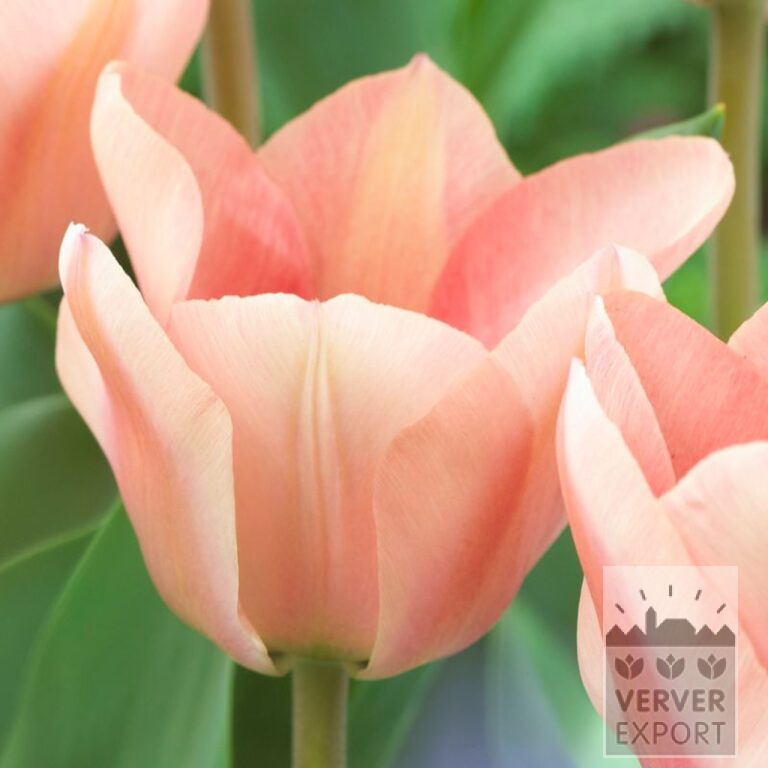 Tulipes 'Apricona' (12586)
