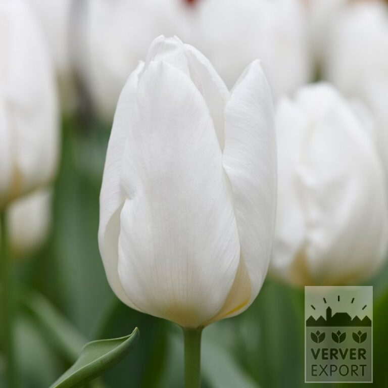 Tulipes 'White Prince' (12587)