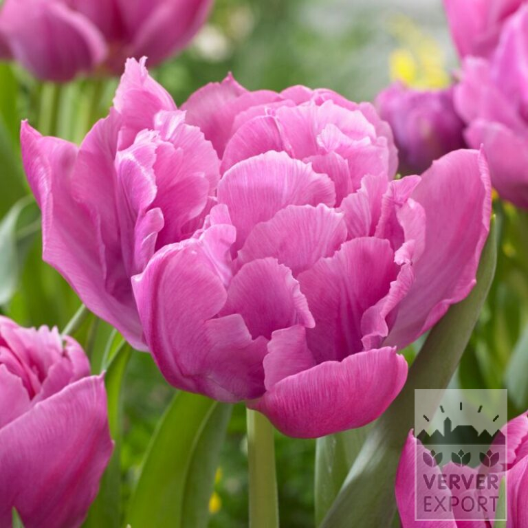 Tulipes 'Double Price' (12588)