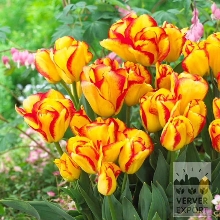 Tulipes 'Outbreak' (12591)