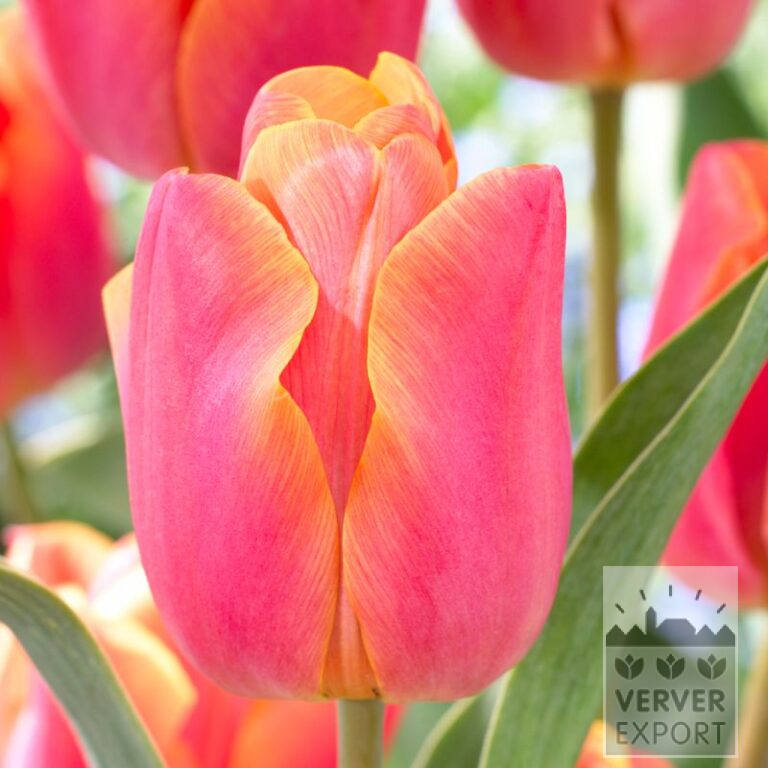 Tulipes 'Jimmy' (12593)