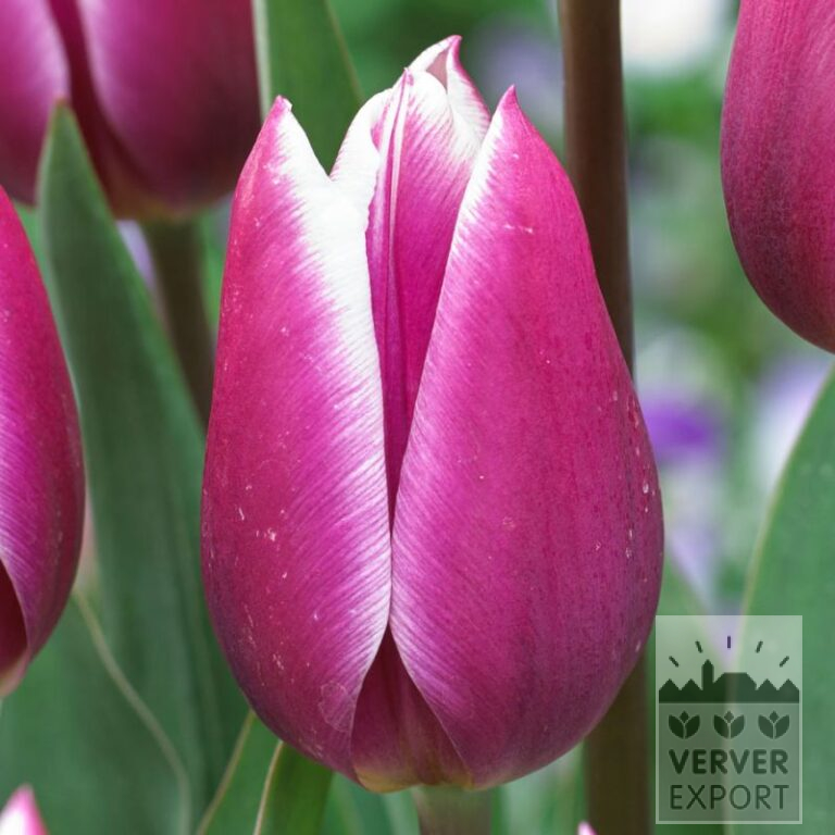 Tulipes 'Synaeda Blue' (12595)