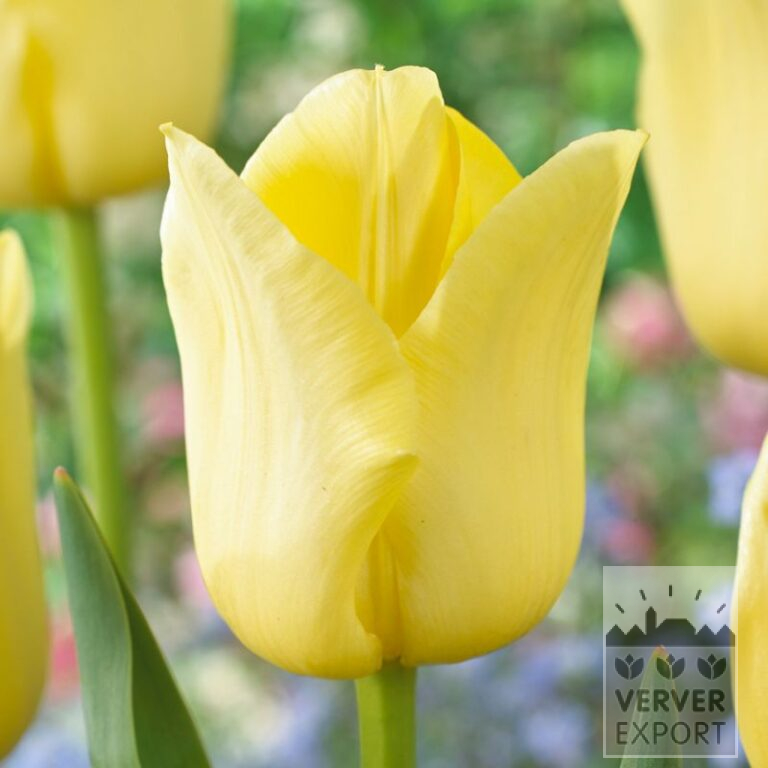 Tulipes 'World Friendship' (12596)