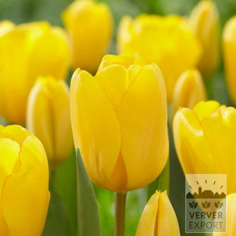 Tulipes 'Golden Oxford' (12597)