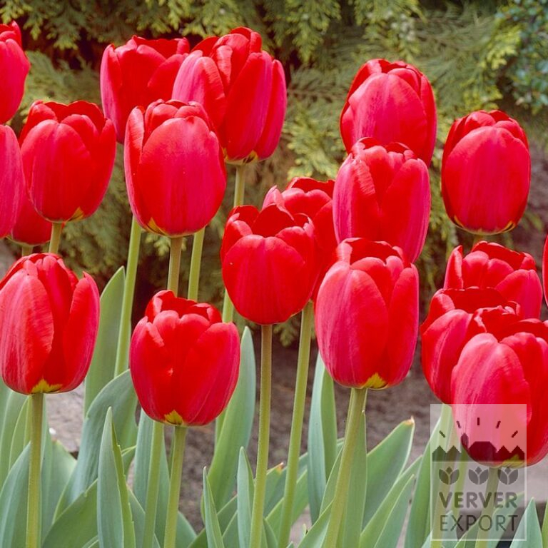 Tulipes 'Oxford' (12599)