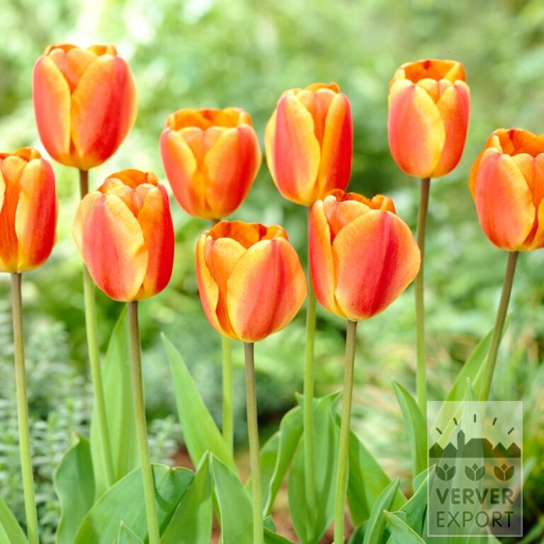 Tulipes 'Oxford's Elite' (12600)