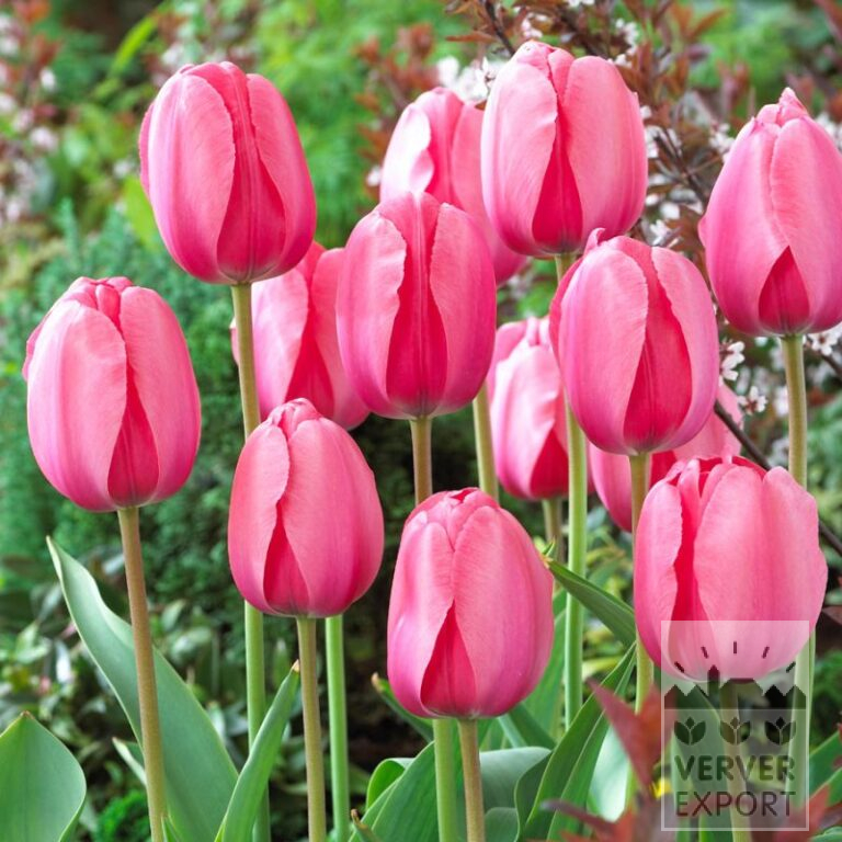 Bulbes Bio bio Tulipa 'Pink Impression' (12619)
