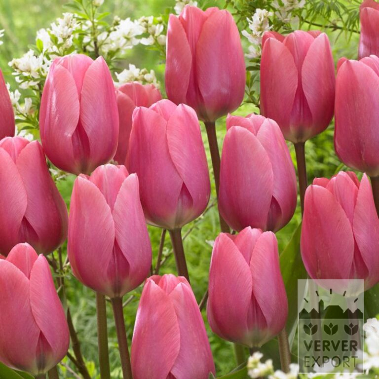 Bulbes Bio bio Tulipa 'Big Love' (12621)