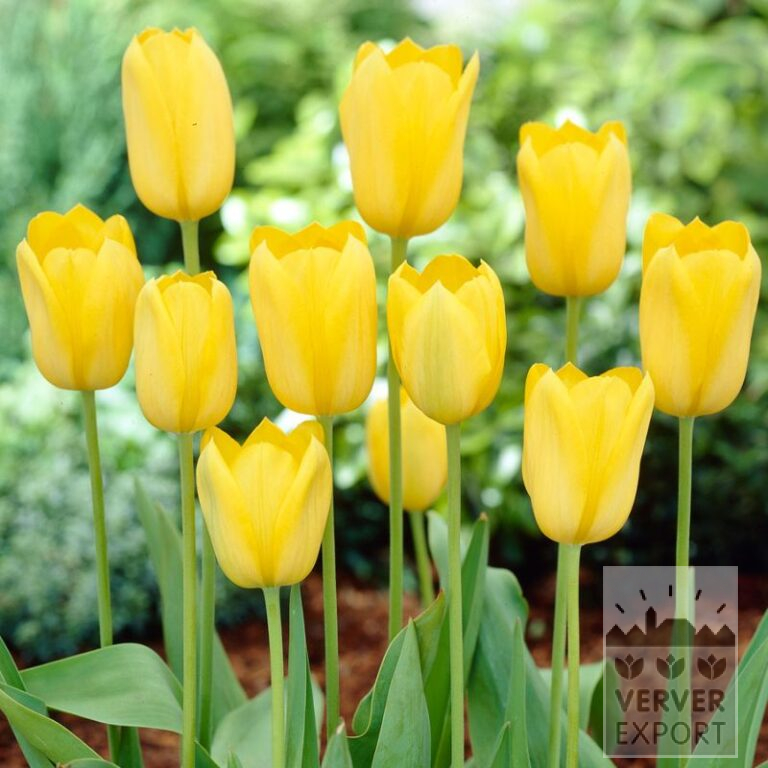 Bulbes Bio bio Tulipa 'Muscadet' (12623)
