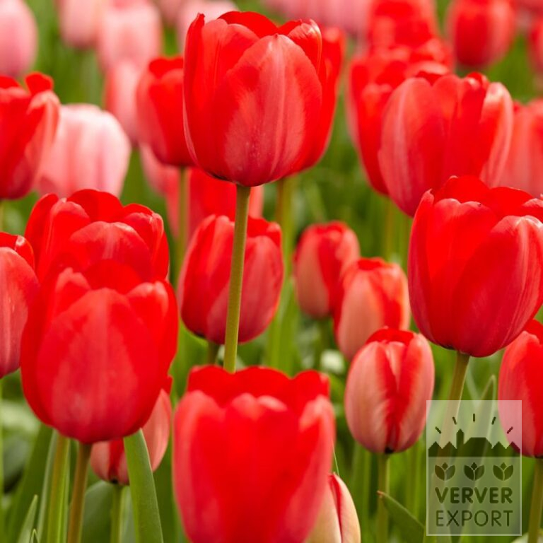 Bulbes Bio bio Tulipa 'Red Impression' (12624)