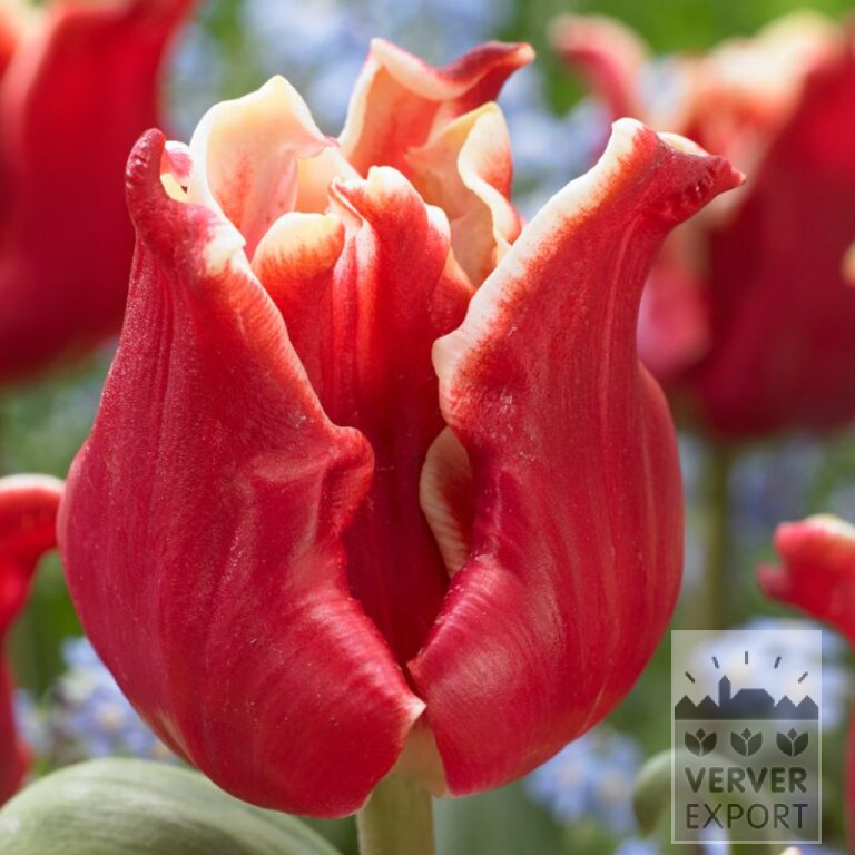 Tulipes 'Elegant Crown' (12701)