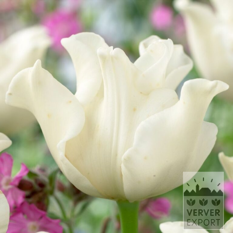 Tulipes 'White Liberstar' (12702)