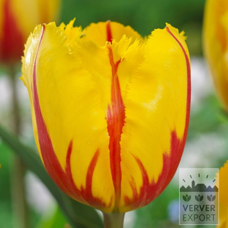 Tulipes 'Flamenco' (12706)