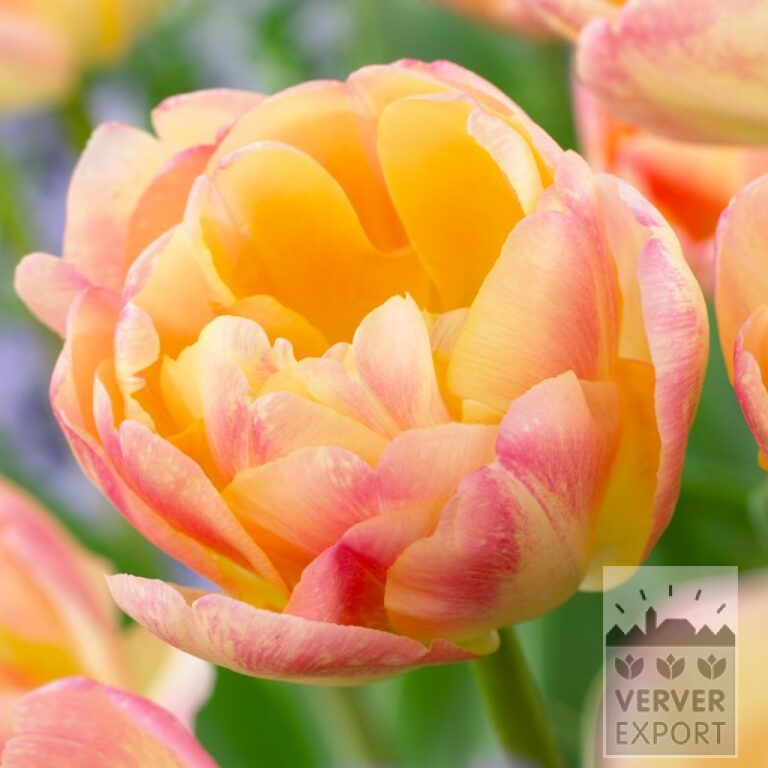 Tulipes 'Creme Upstar' (12707)