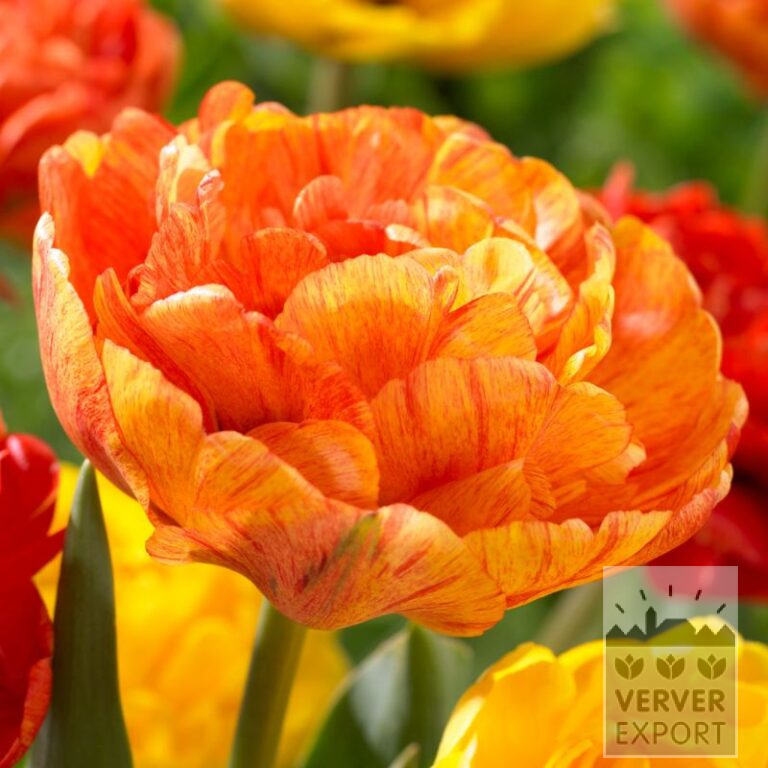 Tulipes 'Double Beauty of Apeldoorn' (12708)