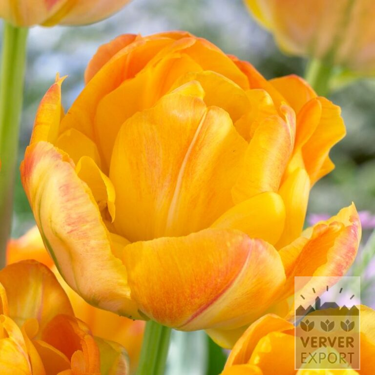 Tulipes 'Granny Award' (12709)