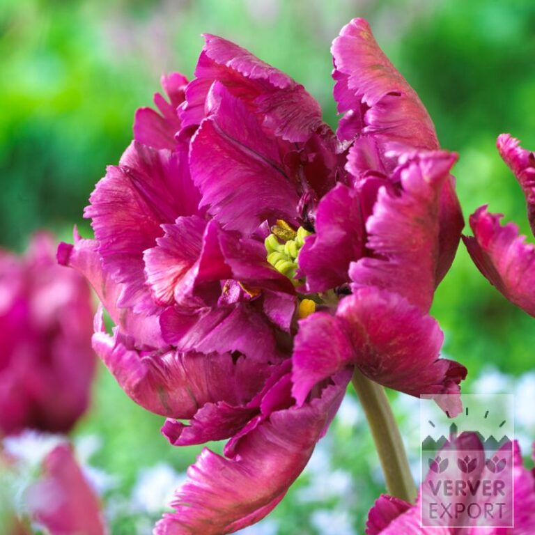 Tulipes 'Negrita Parrot' (12710)
