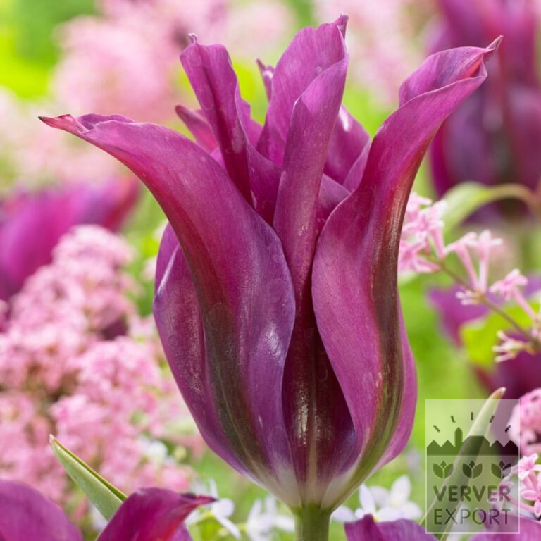 Tulipes 'Purple Doll' (12712)
