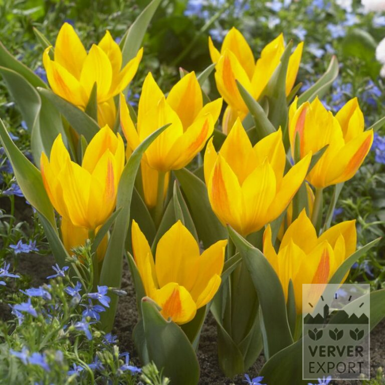 Tulipes heweri (12713)