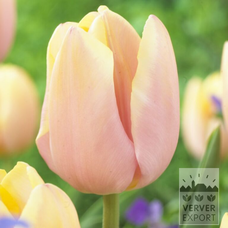 Tulipes 'Mango Charm' (12714)