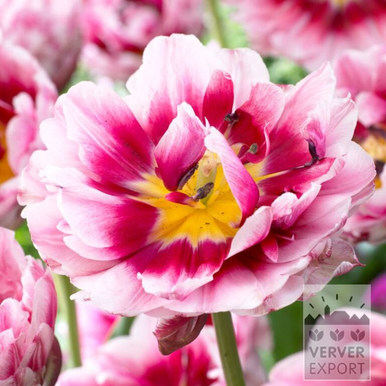 Tulipes 'Dazzling Desire' (12715)