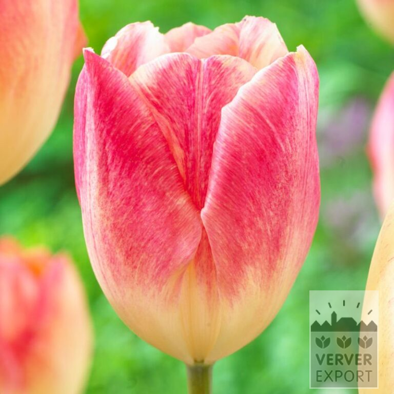 Tulipes 'Balance of Colors' (12716)