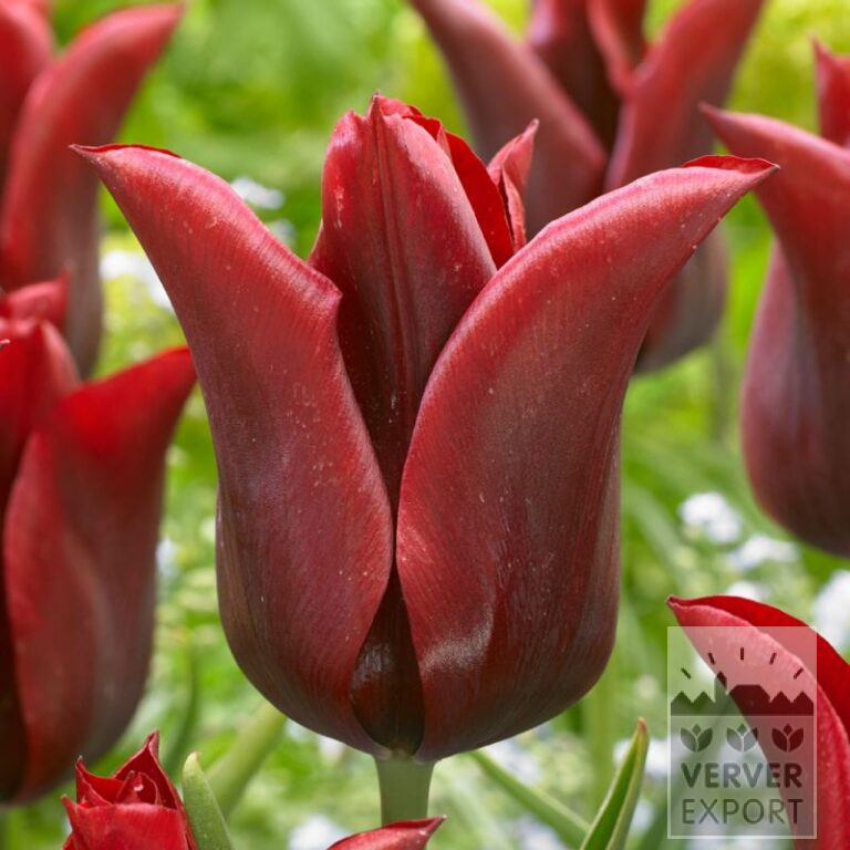 Tulipes 'Jennie Butchart' (12720)