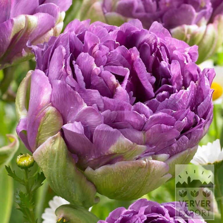 Tulipes 'Blue Wow' (12722)