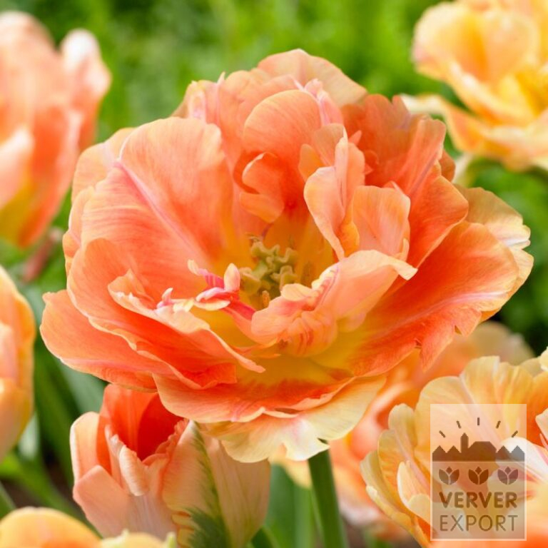 Tulipes 'Charming Beauty' (12724)