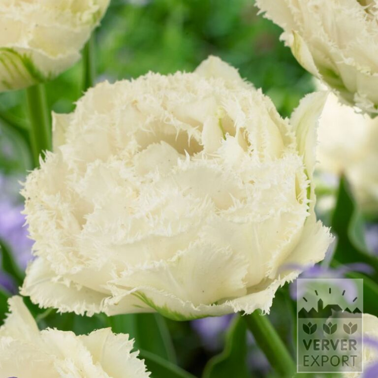 Tulipes 'Snow Crystal' (12725)