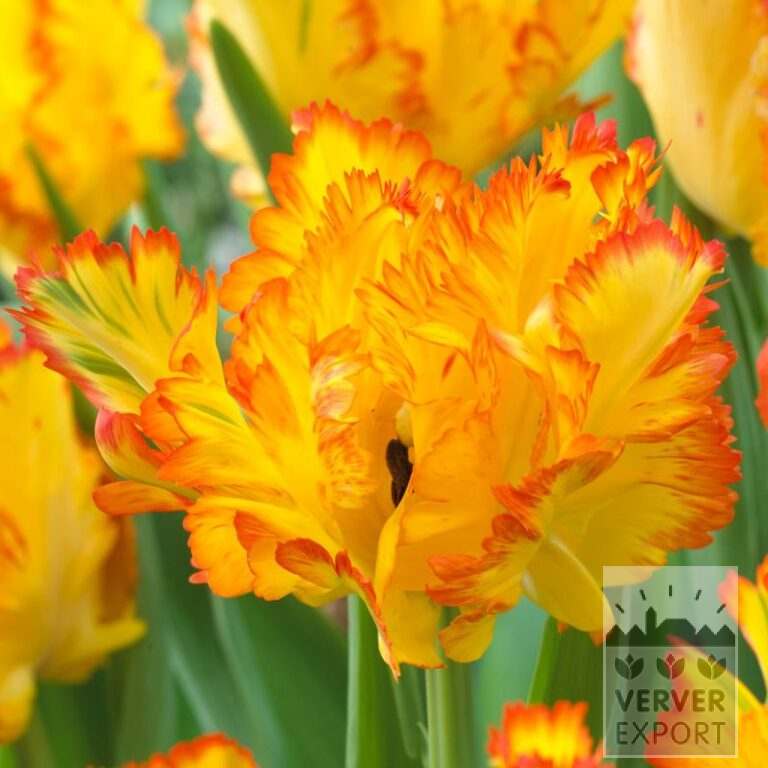 Tulipes 'Caribbean Parrot' (12726)