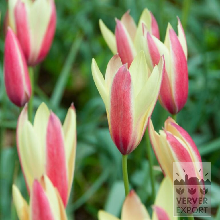 Tulipes clusiana 'Cynthia' (12727)