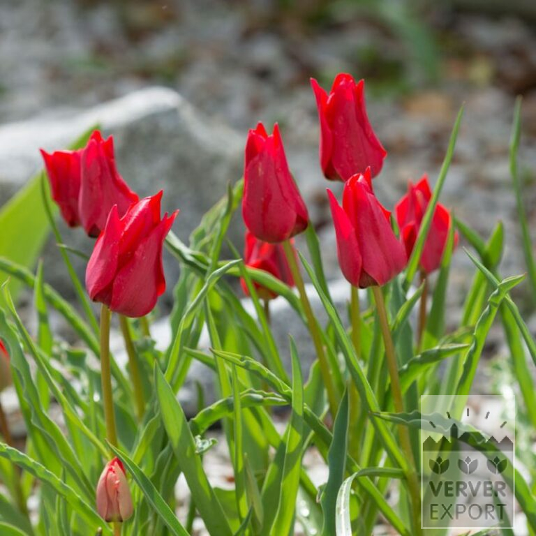 Tulipes stapfii (12728)