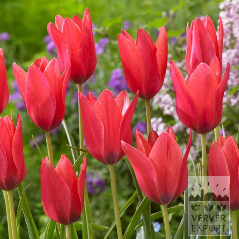 Tulipes clusiana 'Annika' (12729)