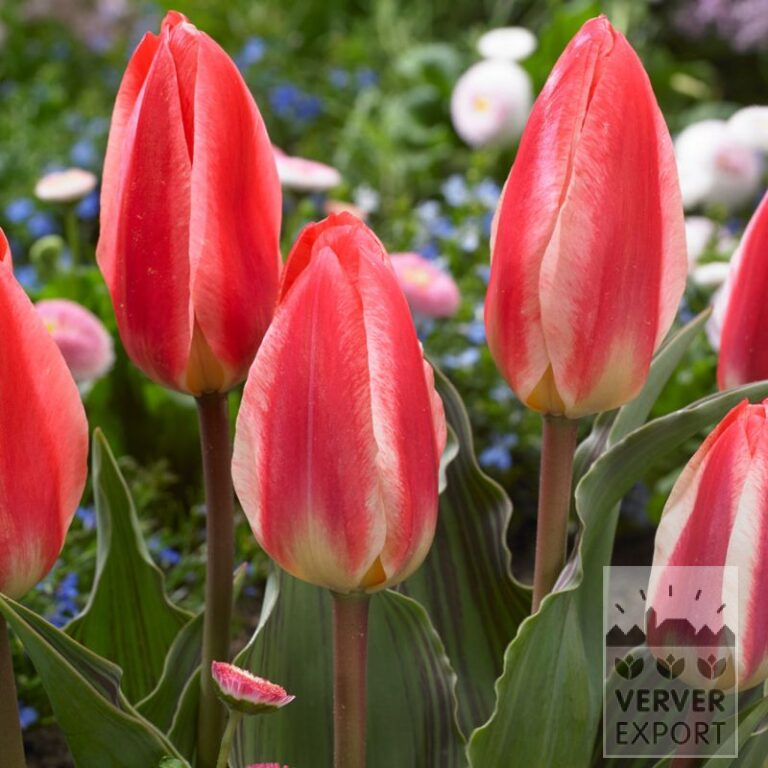 Tulipes 'St. George' (12730)
