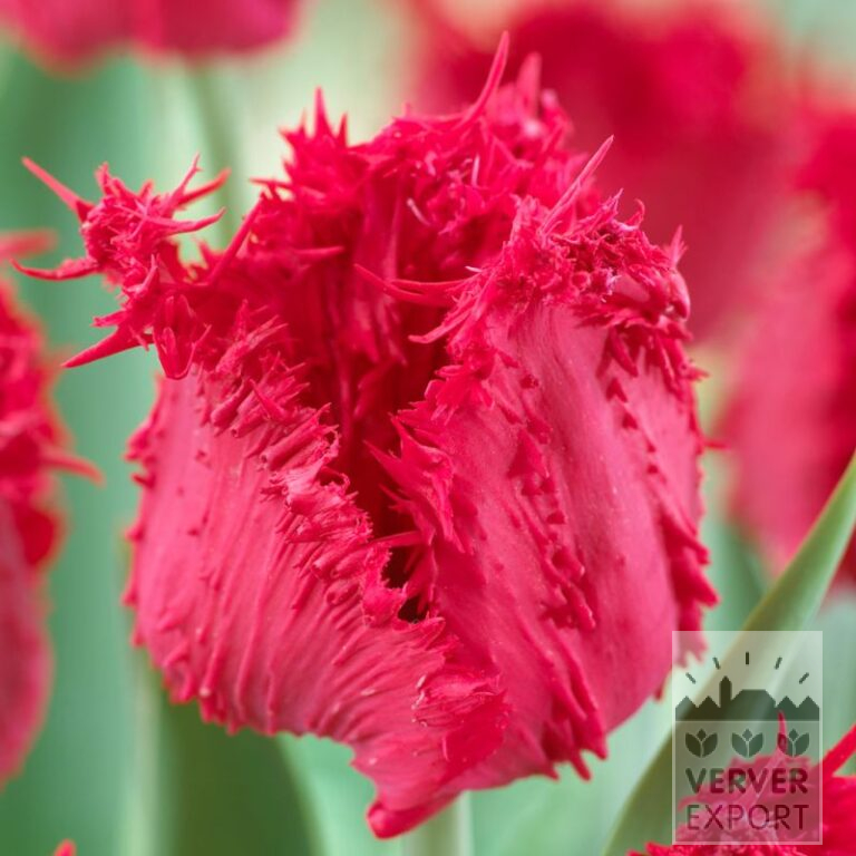 Tulipes 'Barbados' (12744)