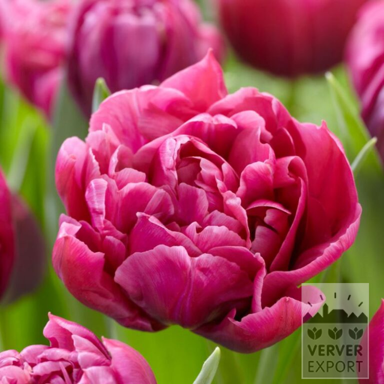 Tulipes 'Margarita' (12745)