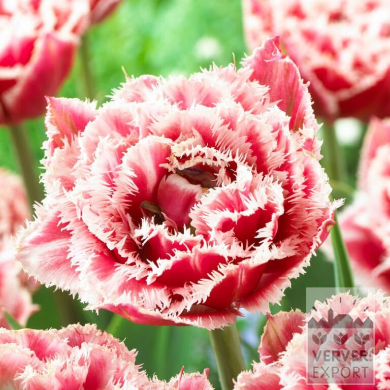Tulipes 'Brest' (12746)