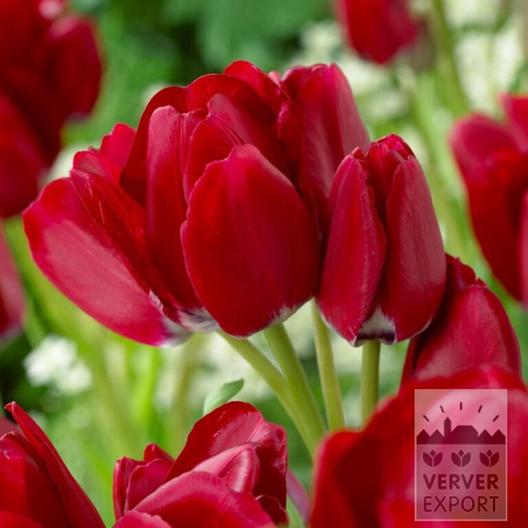 Tulipes 'Fiery Club' (12748)