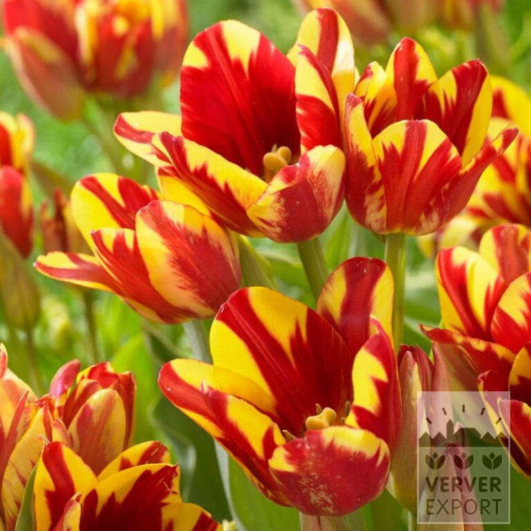 Tulipes 'Wonder Club' (12750)