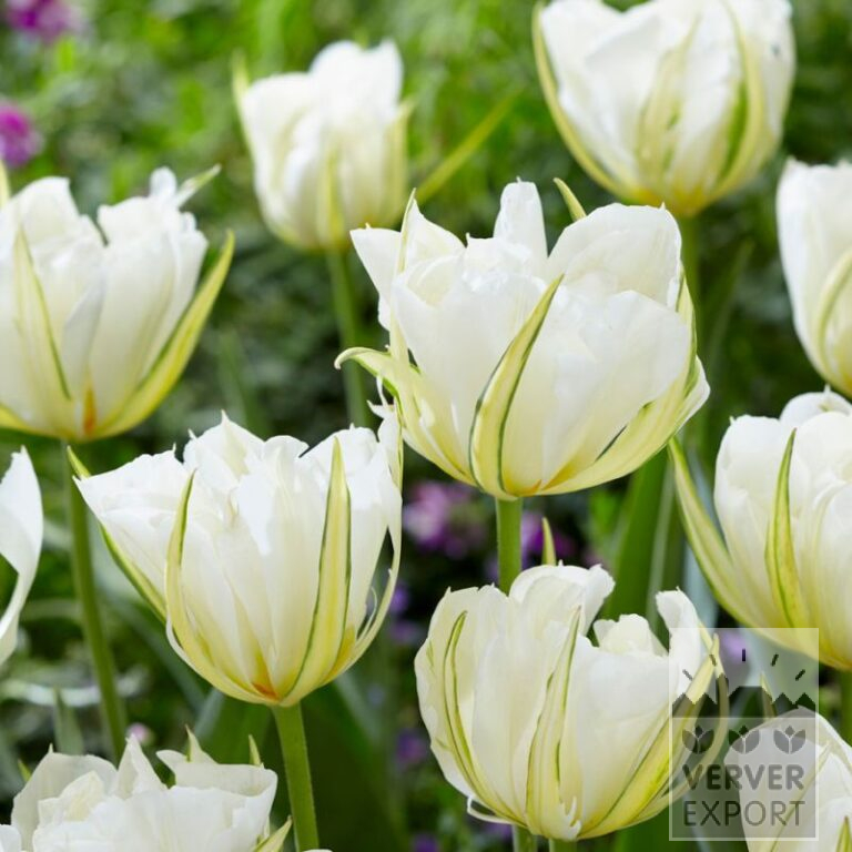 Tulipes 'White Valley' (12751)