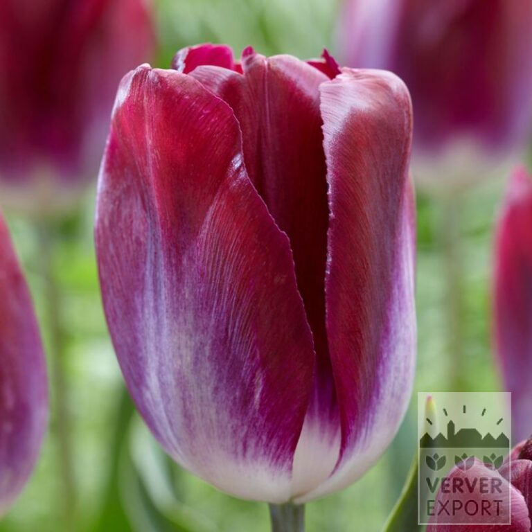 Tulipes 'Kansas Proud' (12752)