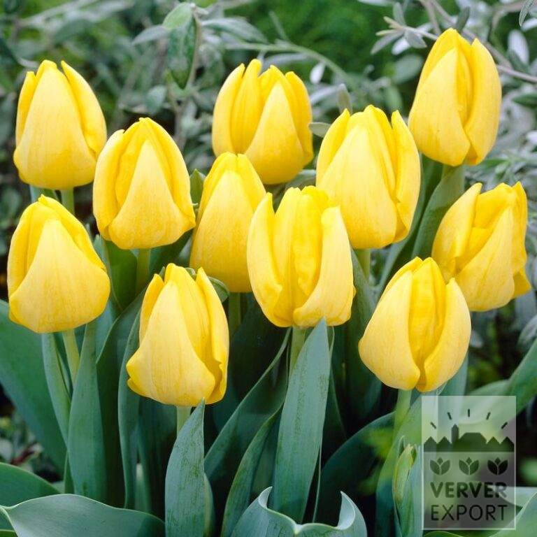 Tulipes 'Kikomachi' (12753)