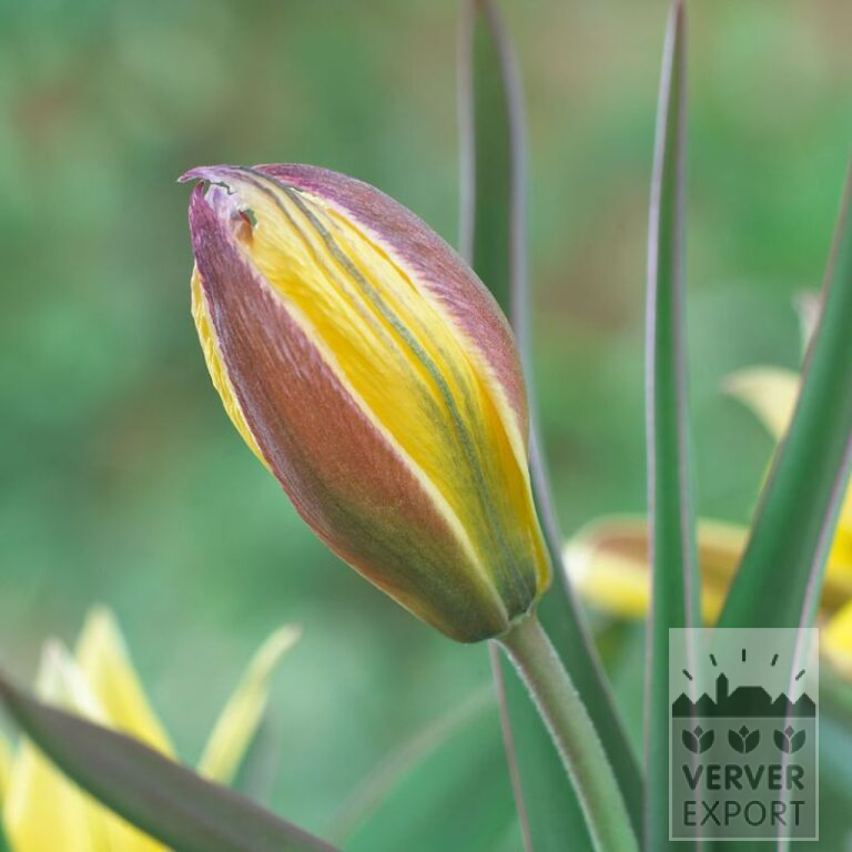 Tulipes urumiensis (12754)