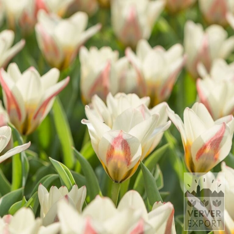 Tulipes 'Hope' (12758)