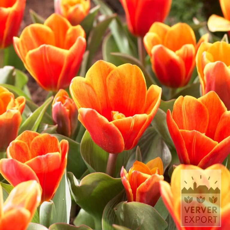 Tulipes 'Princess Household' (12759)