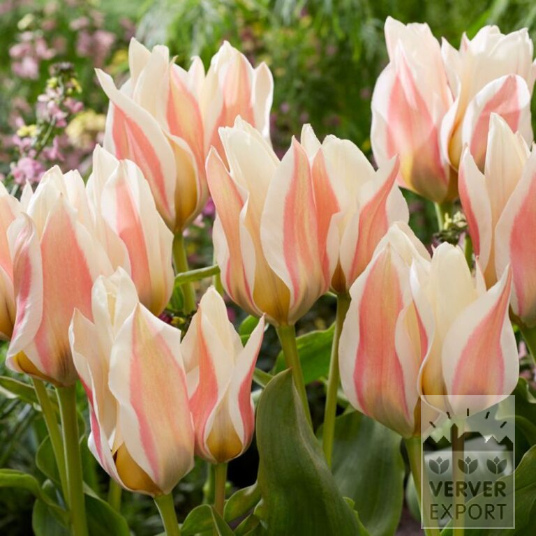 Tulipes 'Serano' (12760)