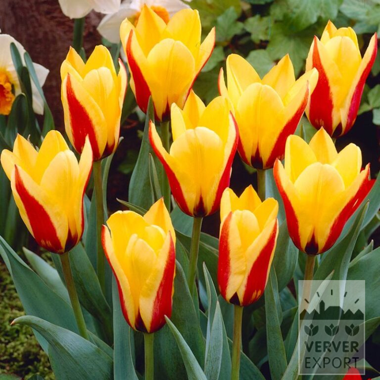 Tulipes 'Graefin Bettina' (12761)