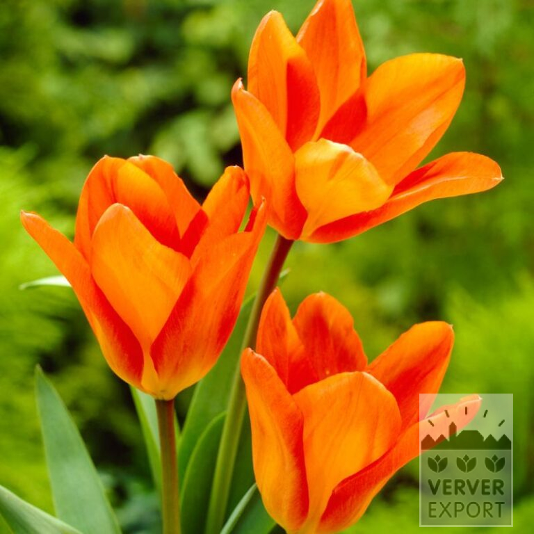 Tulipes 'Orange Princeps' (12762)