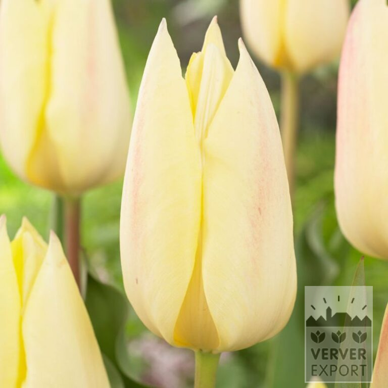 Tulipes 'Yellow Surprise' (12763)